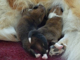Fiamma and her puppies