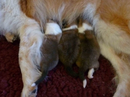 Fiamma and her puppies