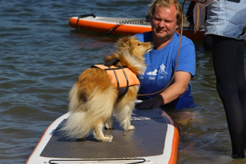 Dog surfing, July 2018