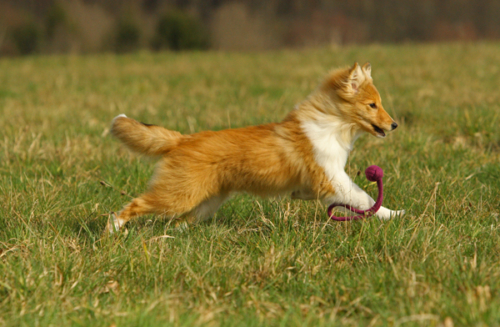 Frolicking around with a toy, March 2020