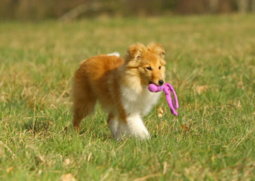 Frolicking around with a toy, March 2020