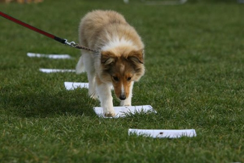 First steps in Obedience, April 2015