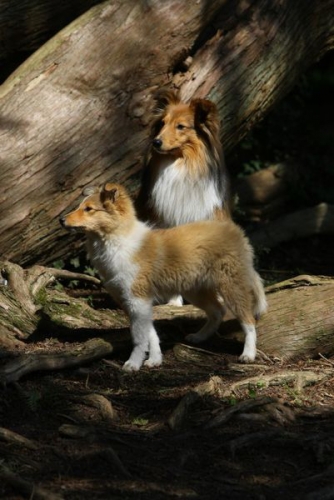 Concetta and her half-brother Giano, Batsford Arboretum, Moreton-in-Marsh, April 2015