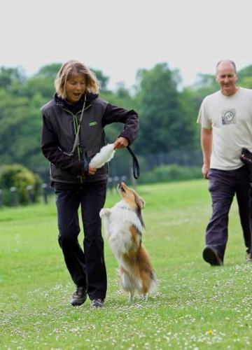 Obedience training with Neil Short, Cwmbran, Wales, June 2016