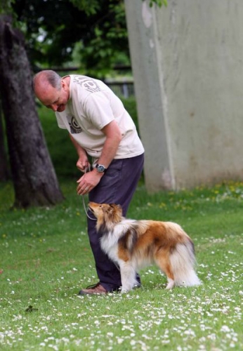 Obedience training with Neil Short, Cwmbran, Wales, June 2016