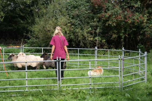 Trial lesson in herding