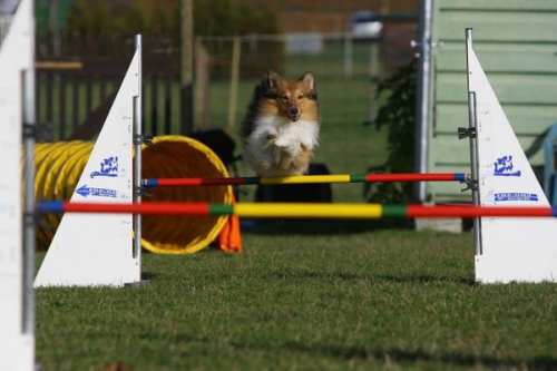 First steps in Agility ... November 2015