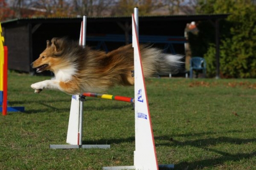 First steps in Agility ... November 2015