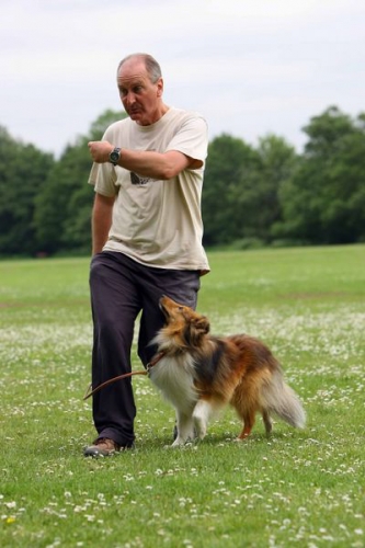 Obedience training with Neil Short, Cwmbran, Wales, May 2016